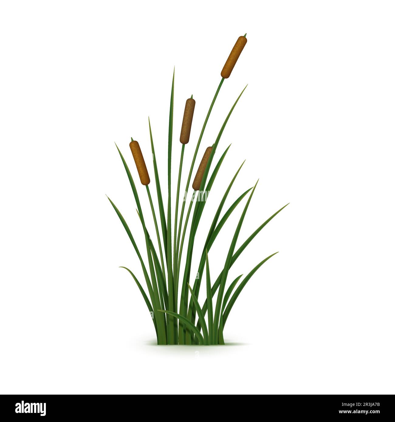 Realistisches Schilf, Sedge und Gras. Isolierte, 3D m hohe, robuste Vektorpflanze, die in Feuchtgebieten und entlang von Wasserkörpern wächst, mit schmalen, zylindrischen Stängeln, unverwechselbaren Samenköpfen und länglichen Blättern Stock Vektor