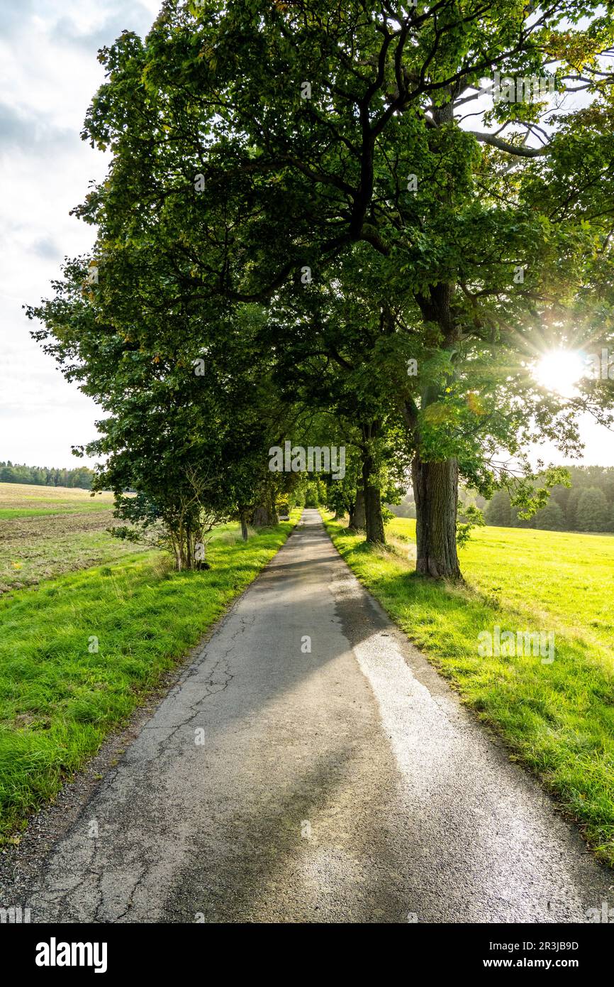 Radweg an der Hilgersdorfer Straße in Steinigtwolmsdorf Stockfoto