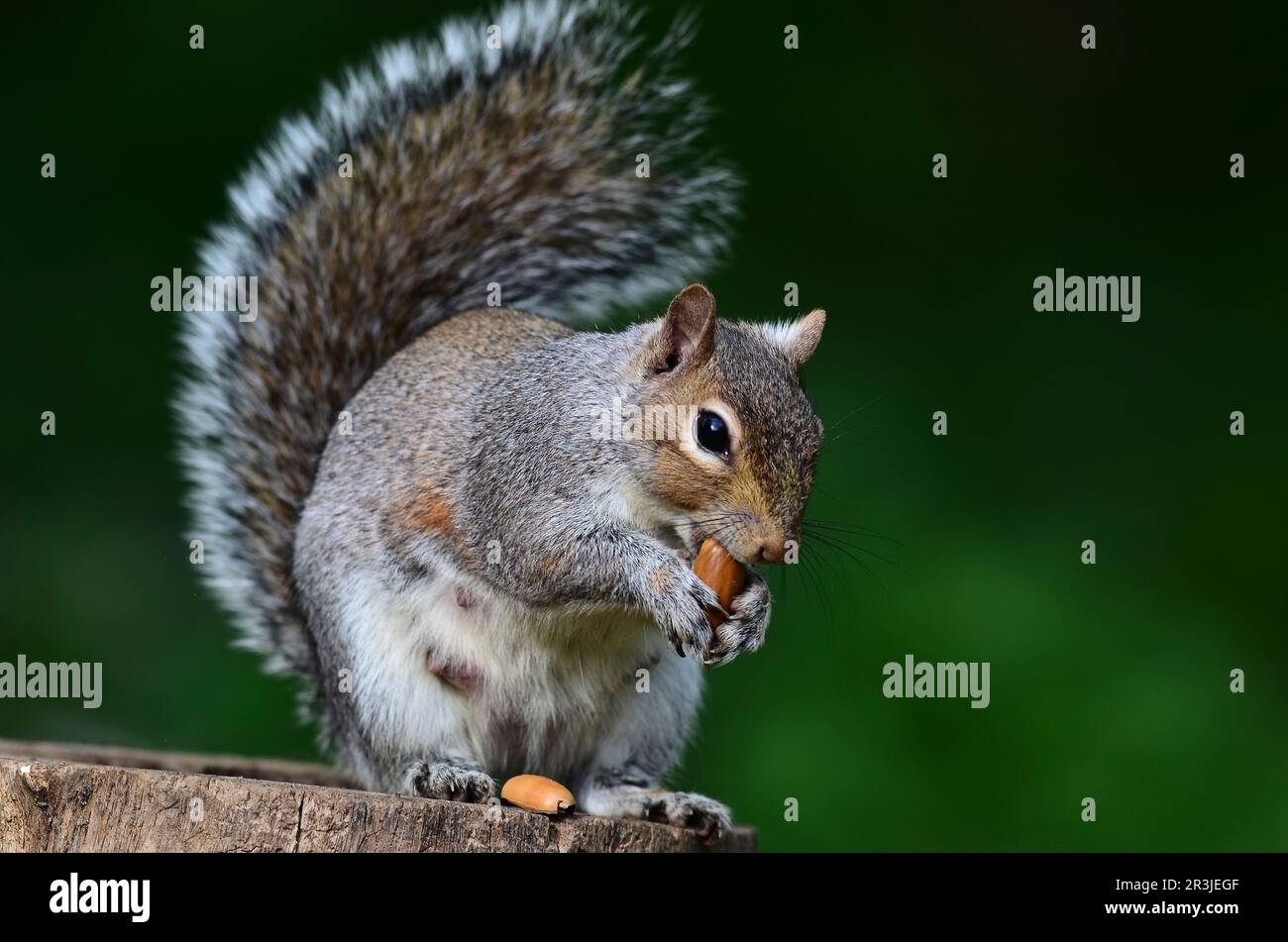 Grey Squirrel sciurus carolinensis, nicht einheimisch in Großbritannien Stockfoto