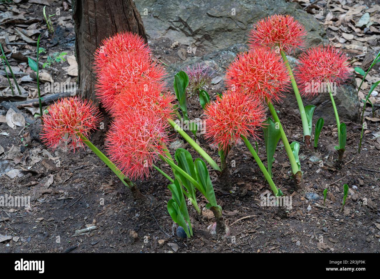 Nahaufnahme einer Gruppe orangefarbener roter Blüten von Scadoxus multiflorus, auch bekannt als Blutlilie, die im tropischen Garten blüht Stockfoto