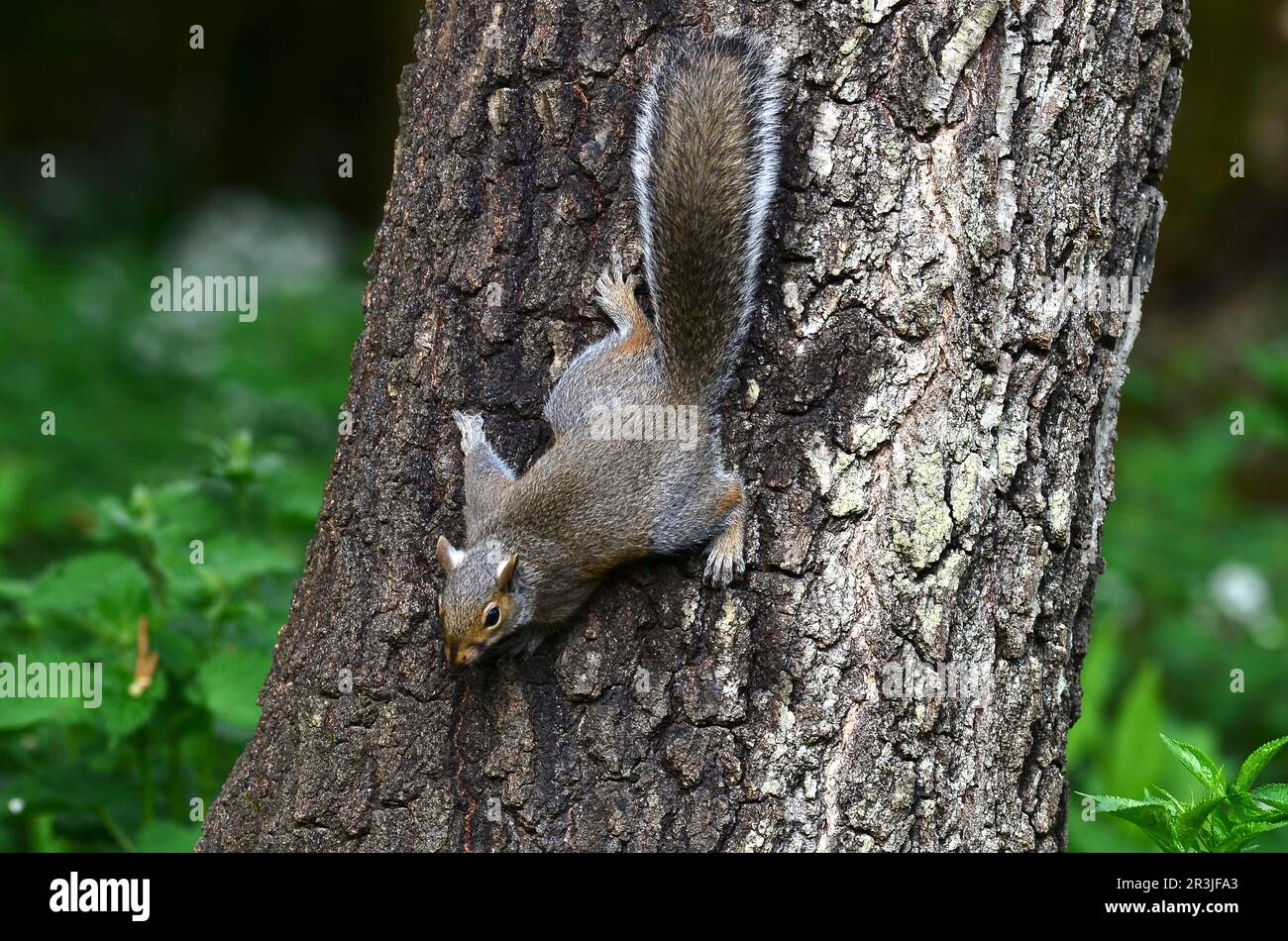 Grey Squirrel sciurus carolinensis, nicht einheimisch in Großbritannien Stockfoto