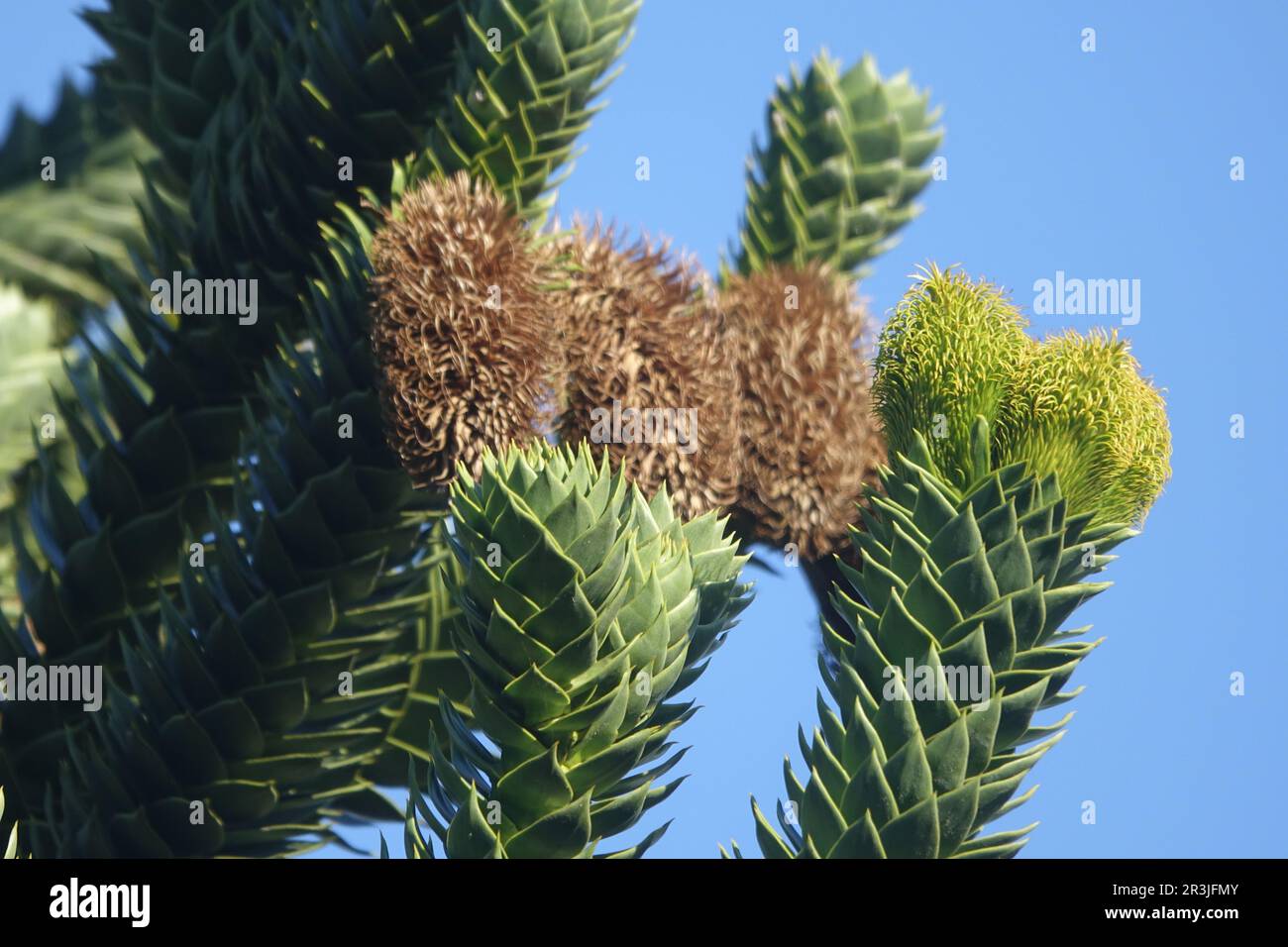 Araucaria araucana, Chilenische Schmucktanne, Affenpuzzle, weibliches Zapfen, weibliche Zapfen Stockfoto