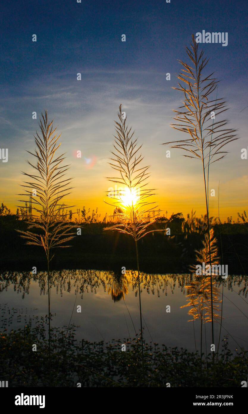 Kans Gras, Kashful, orangefarbenes Gras mit wunderschönem orangefarbenen Himmelshintergrund in der Herbstdämmerung am Abend. Morgen Sonnenaufgang. Sonne hinter 3 m Gras und See. Stockfoto