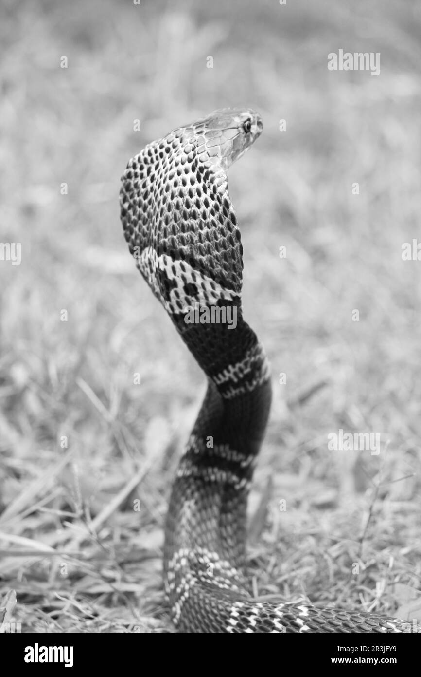 Cobra Snake in Schwarz und Weiß. Cobra Snake Kapuze. Schlangenhaubenmuster. Giftige Schlange. Süßes Tier. Schwarzes und weißes Tier. Schwarzer und weißer Hintergrund. Stockfoto