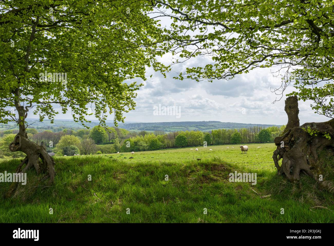 Die Brendon Hills im Frühling nahe Clatworthy, Somerset, England. Stockfoto