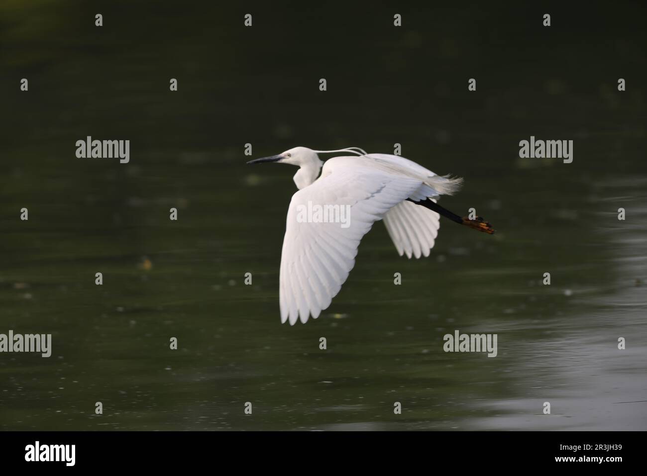 Little Egretta garzetta in Japan Stockfoto