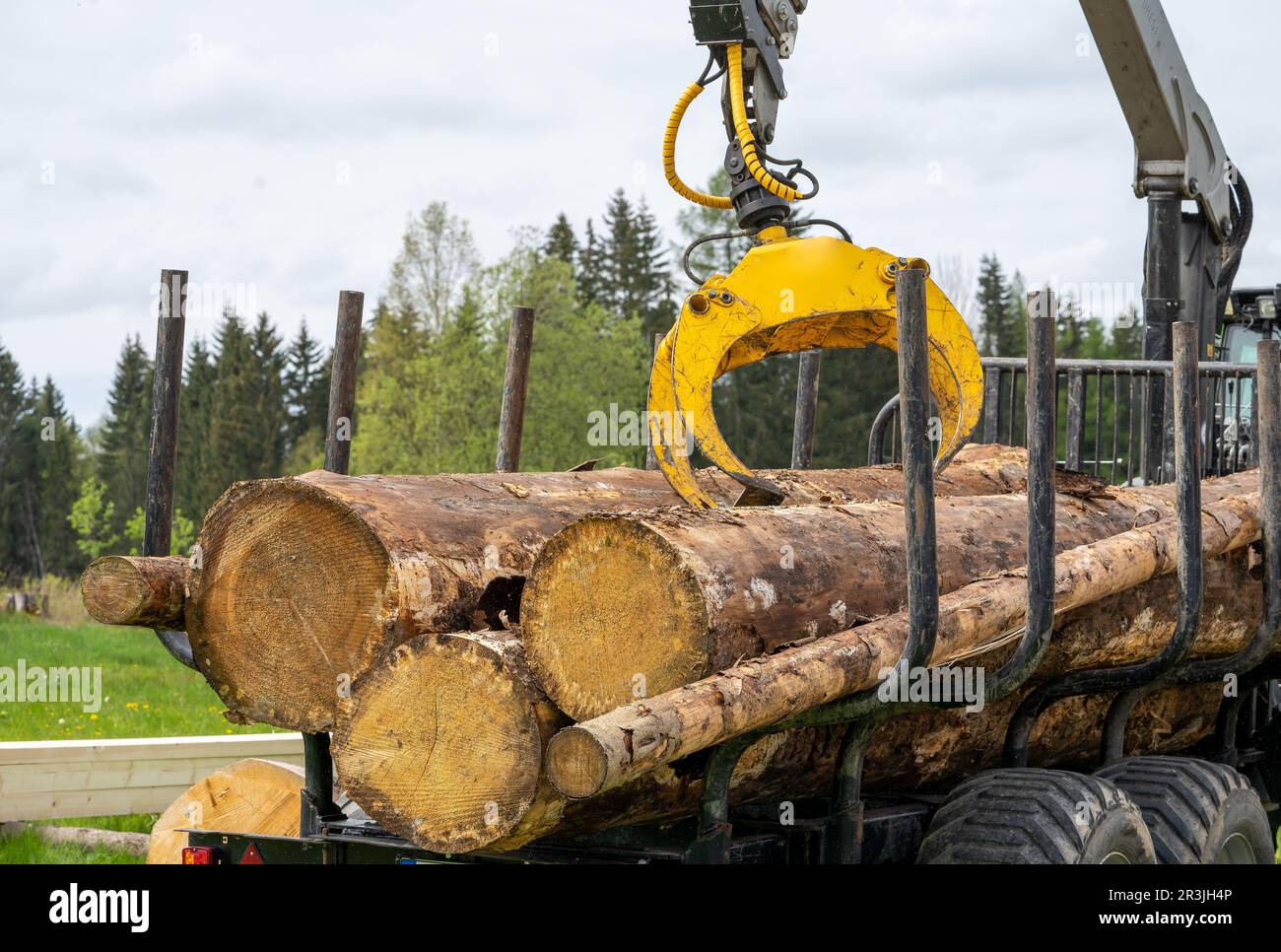 Ein Haufen Baumstämme im Wald Stockfoto