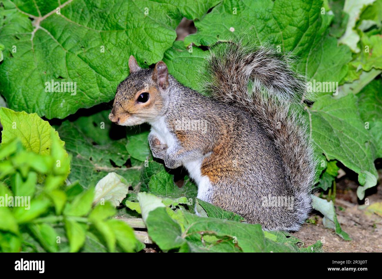 Grey Squirrel sciurus carolinensis, nicht einheimisch in Großbritannien Stockfoto