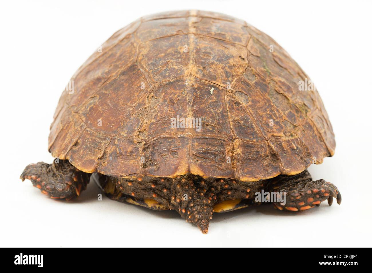 Die auf weißem Hintergrund isolierte Zwergschildkröte (Heosemys spinosa) Stockfoto