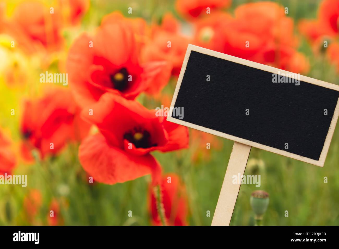 Schwarze Plakatwand gegen rote Mohnblumen auf einem wilden Feld. Leere ...