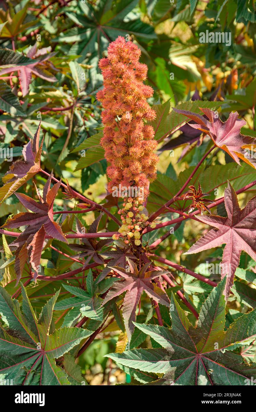 Rizinusöl oder Rizinusbohne, Ricinus communis, in freier Wildbahn. Stockfoto