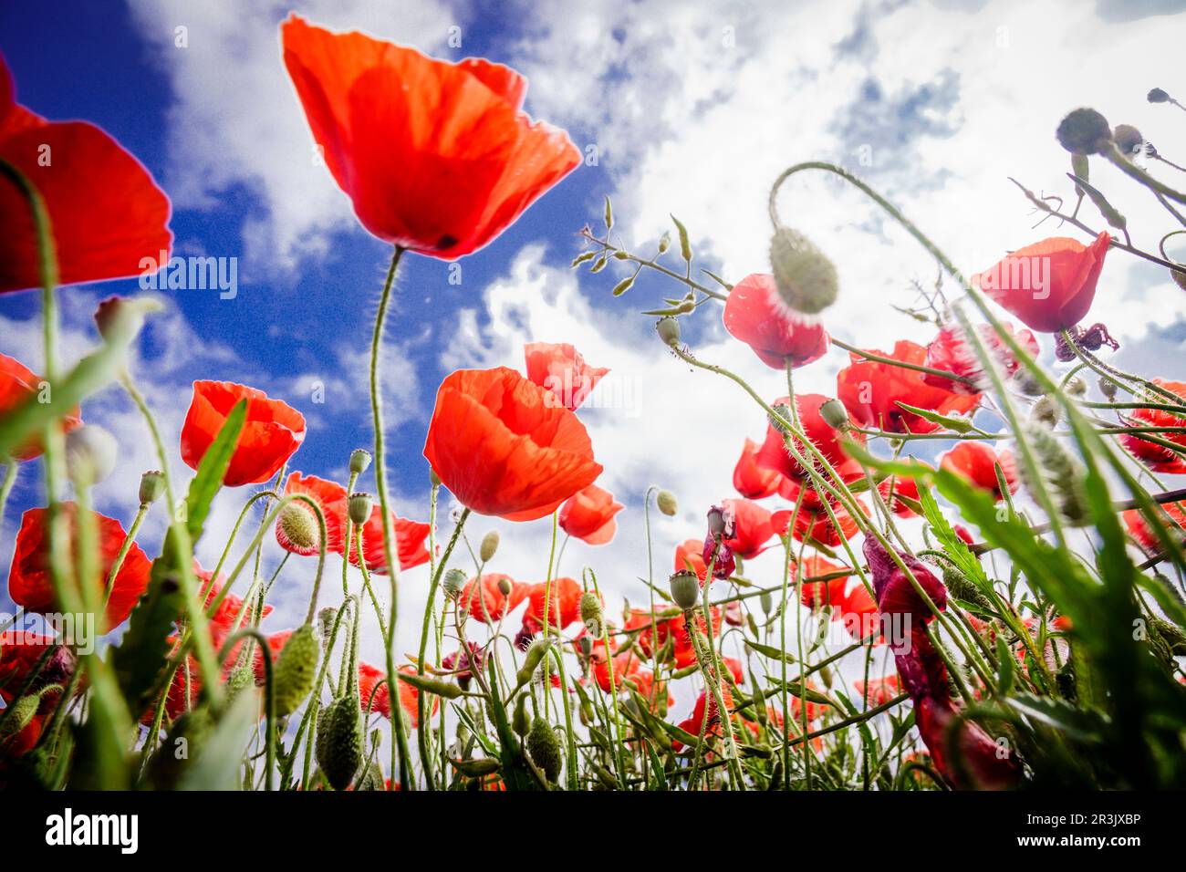 Papaver rhoeas, amapola Silvestre, Porreres, Mallorca, Balearen, Spanien. Stockfoto