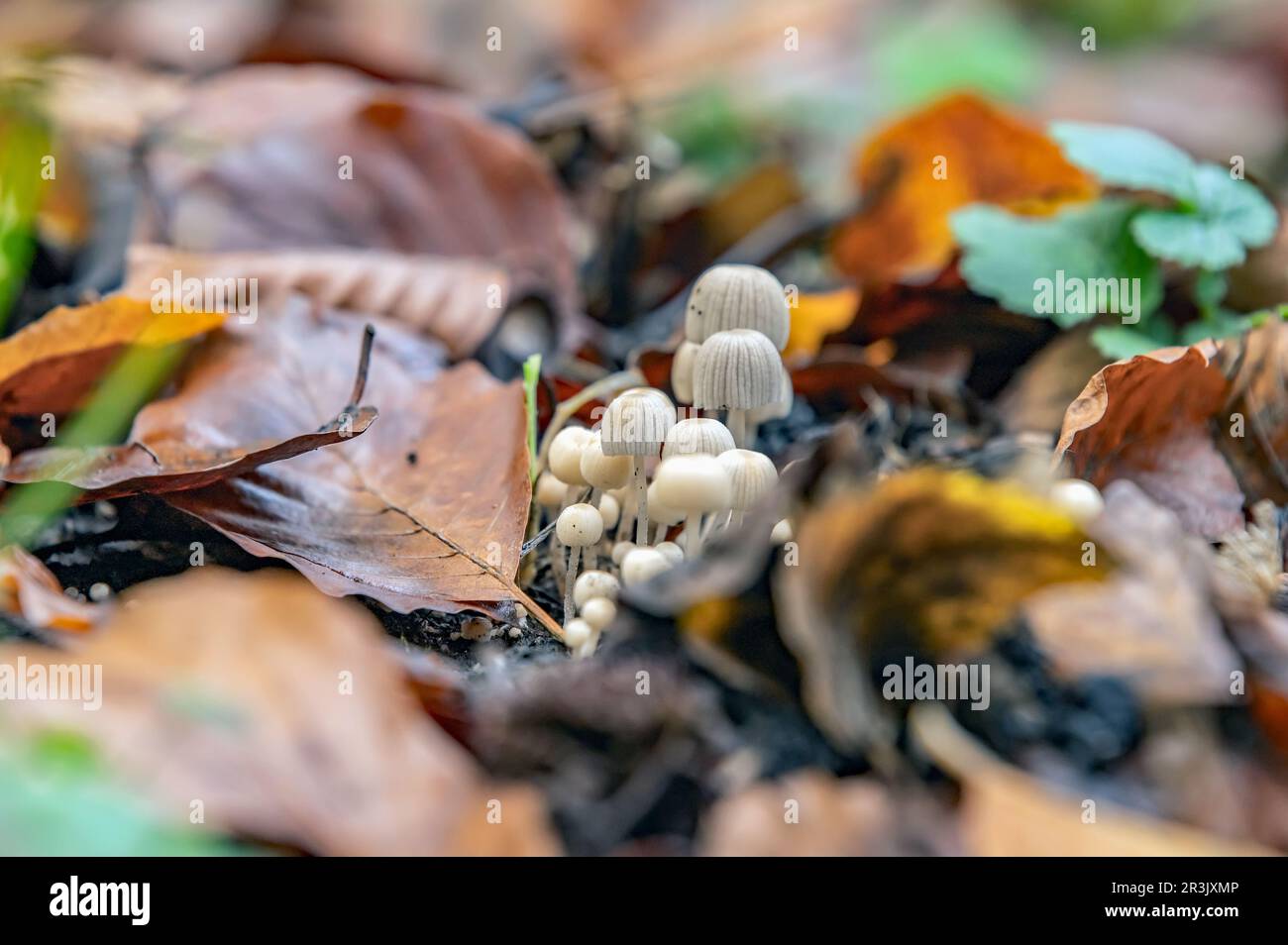 Pilze Stockfoto