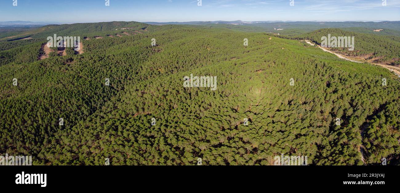 Repoblacion de bosque de pino silvestre , Pinus sylvestris,Navaleno, Soria, Comunidad Autónoma de Castilla, Spanien, Europa. Stockfoto