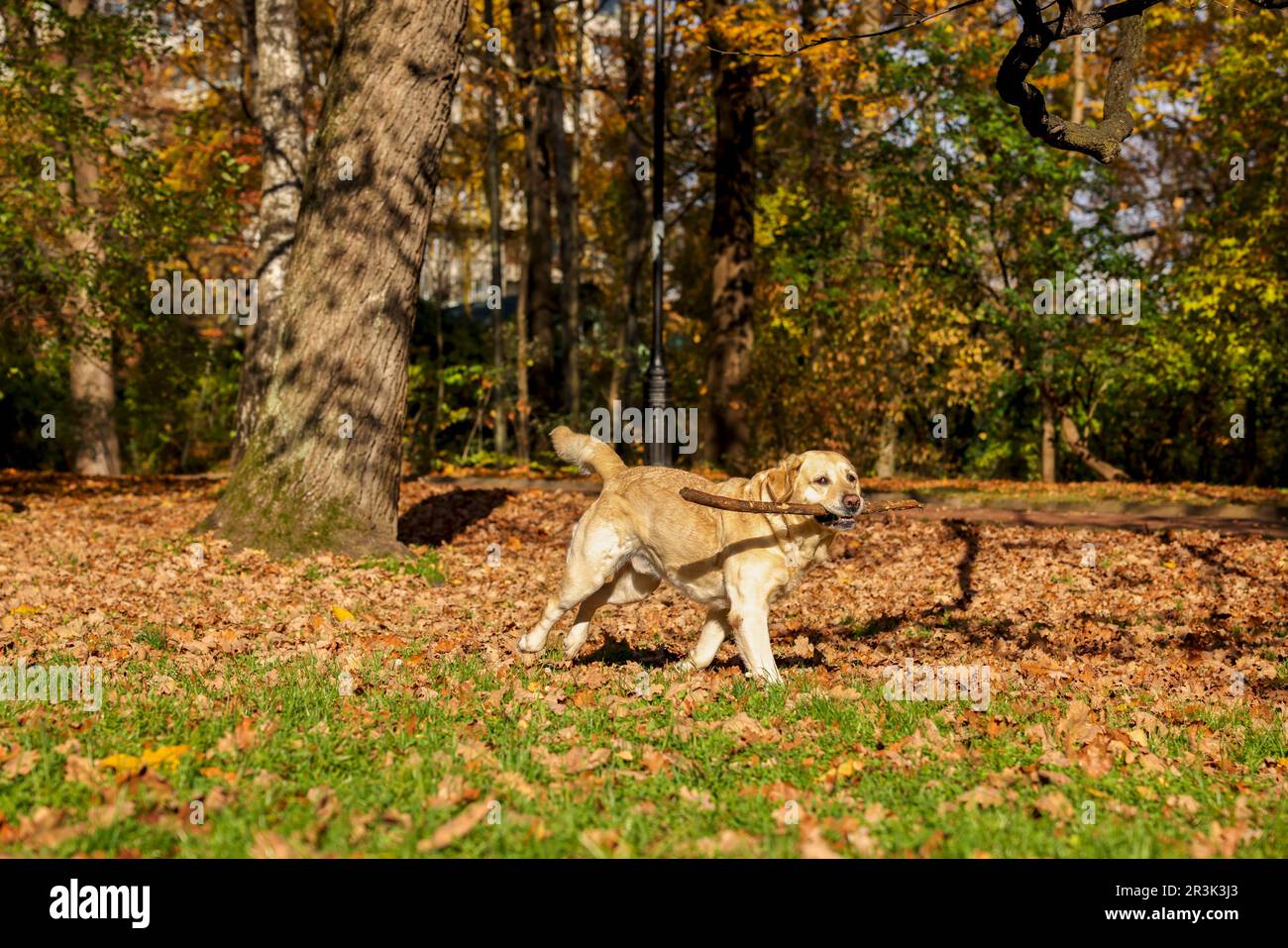 Süßer Labrador Retriever, der sich im sonnigen Herbstpark einen Stock holt Stockfoto