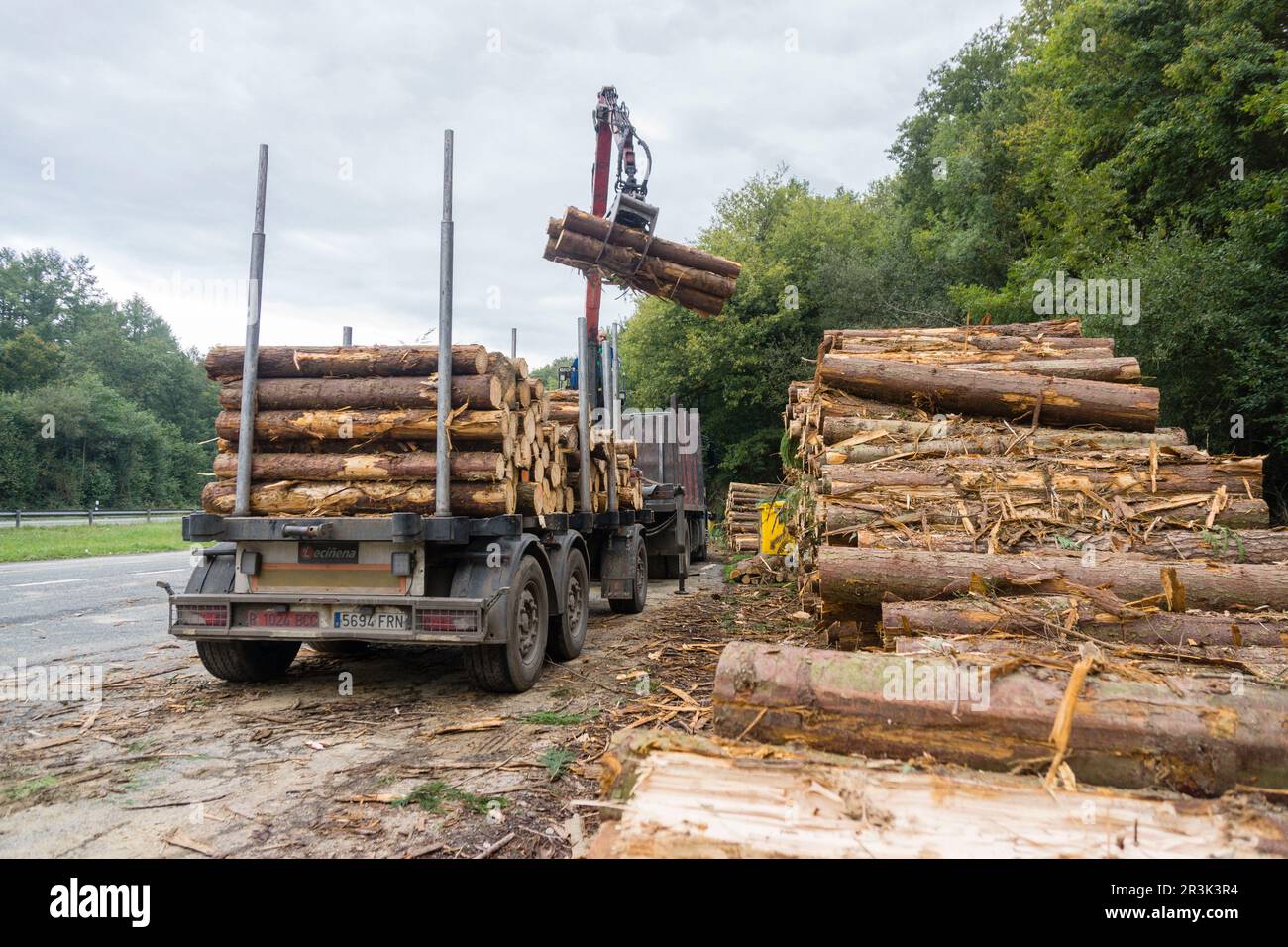 Troncos para industria de la madera, Zeanuri, parque Natural Gorbeia, Alava- Vizcaya, Euzkadi, Spanien. Stockfoto