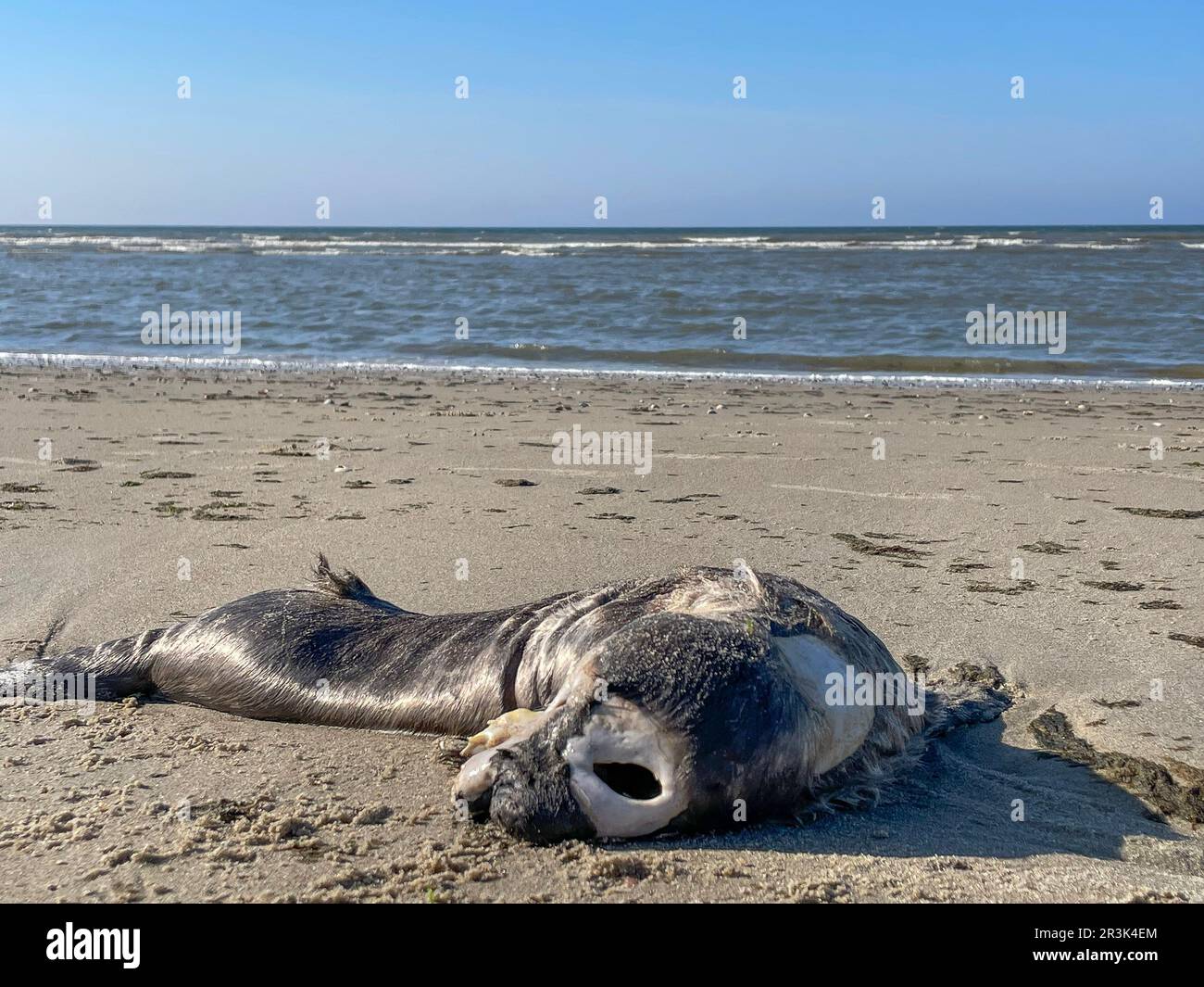 Die Niederlande, ein toter Seehund am Nordseestrand der Wadden Island Vlieland. Stockfoto