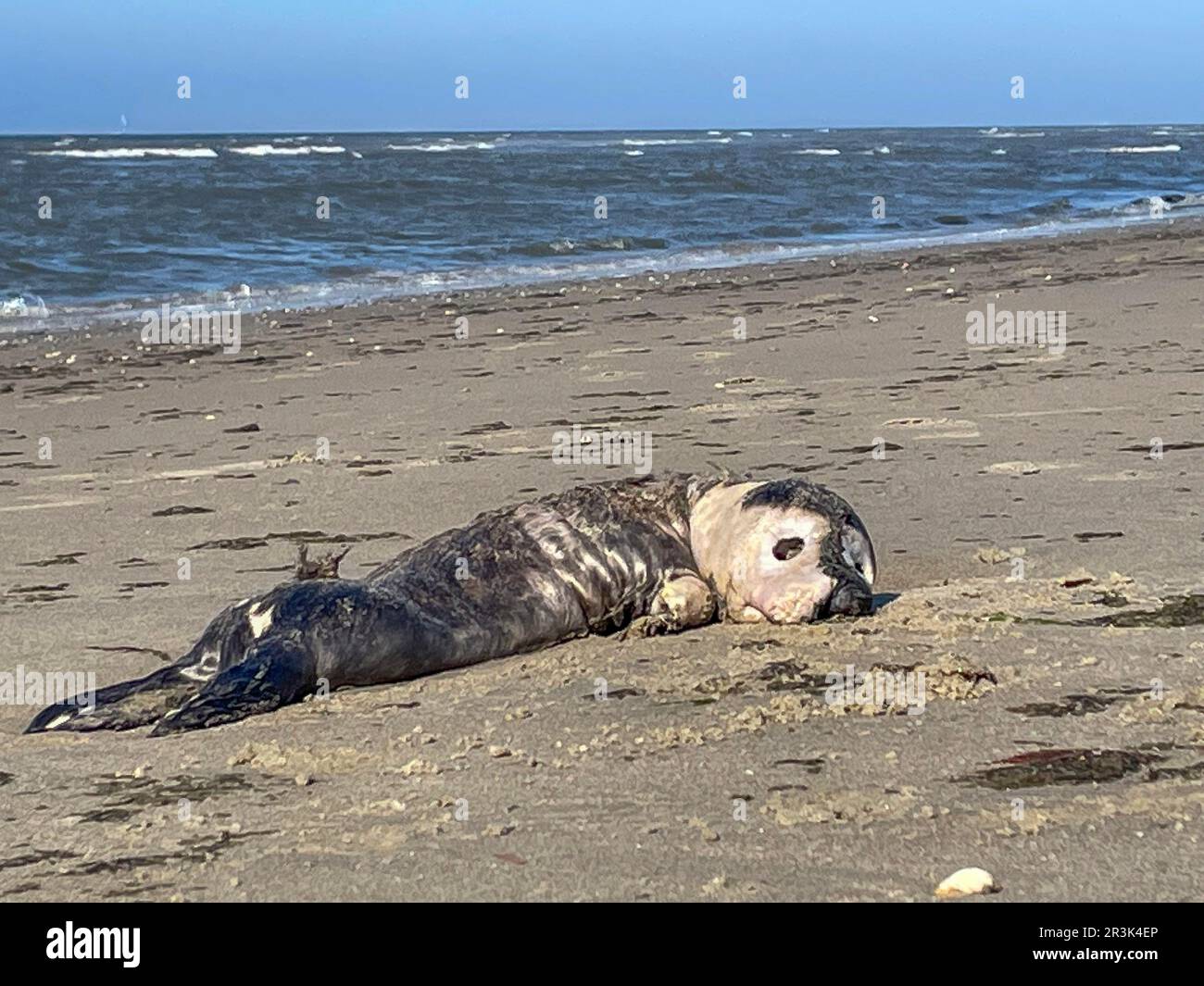Die Niederlande, ein toter Seehund am Nordseestrand der Wadden Island Vlieland. Stockfoto