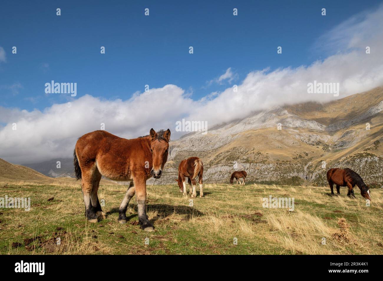 Herde von Pferden auf den Pisten von Punta de la Cuta, westlichen Täler, Pyrenäen, Provinz Huesca, Aragón, Spanien, Europa. Stockfoto