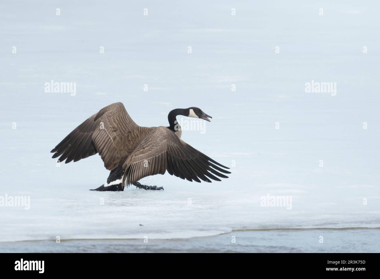 Kanadische Gans (Branta canadensis), die auf einem gefrorenen See mit ...