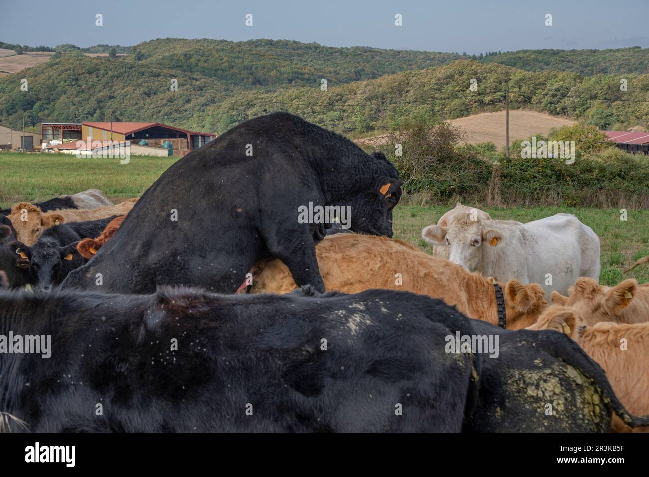 Vacas en celo y toro cubriendolas, Bernedo, Alava, Pais Vasco, Spanien. Stockfoto