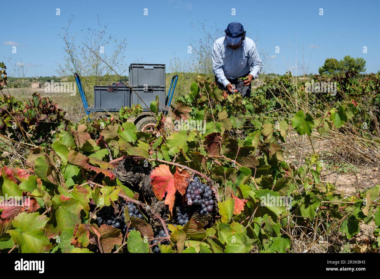 Vendimiando uva Callet, Viña des Pou de Sa Carrera, Celler Mesquida-Mora, Porreres, Mallorca, Balearen, Spanien. Stockfoto