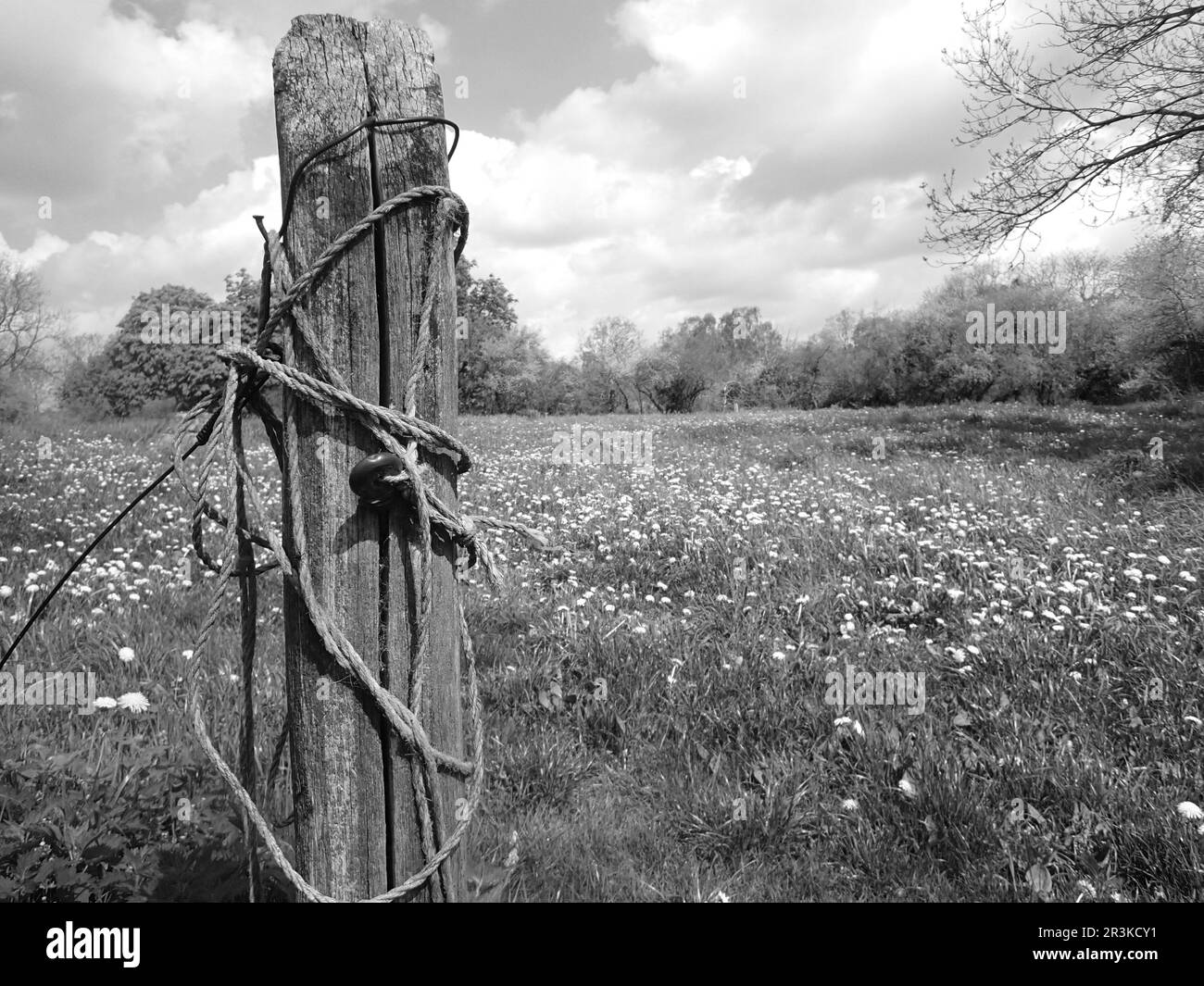 Schwarzweißbild eines Zaunpfeilers mit Seil vor einem Blumenfeld Stockfoto