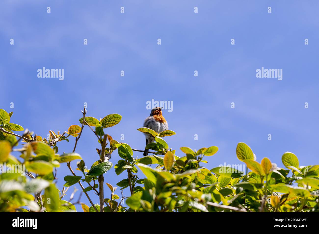 Europäischer Rotkehlchen saß an einem sonnigen Frühlingstag auf einem kleinen Baum in Dorset, England Stockfoto