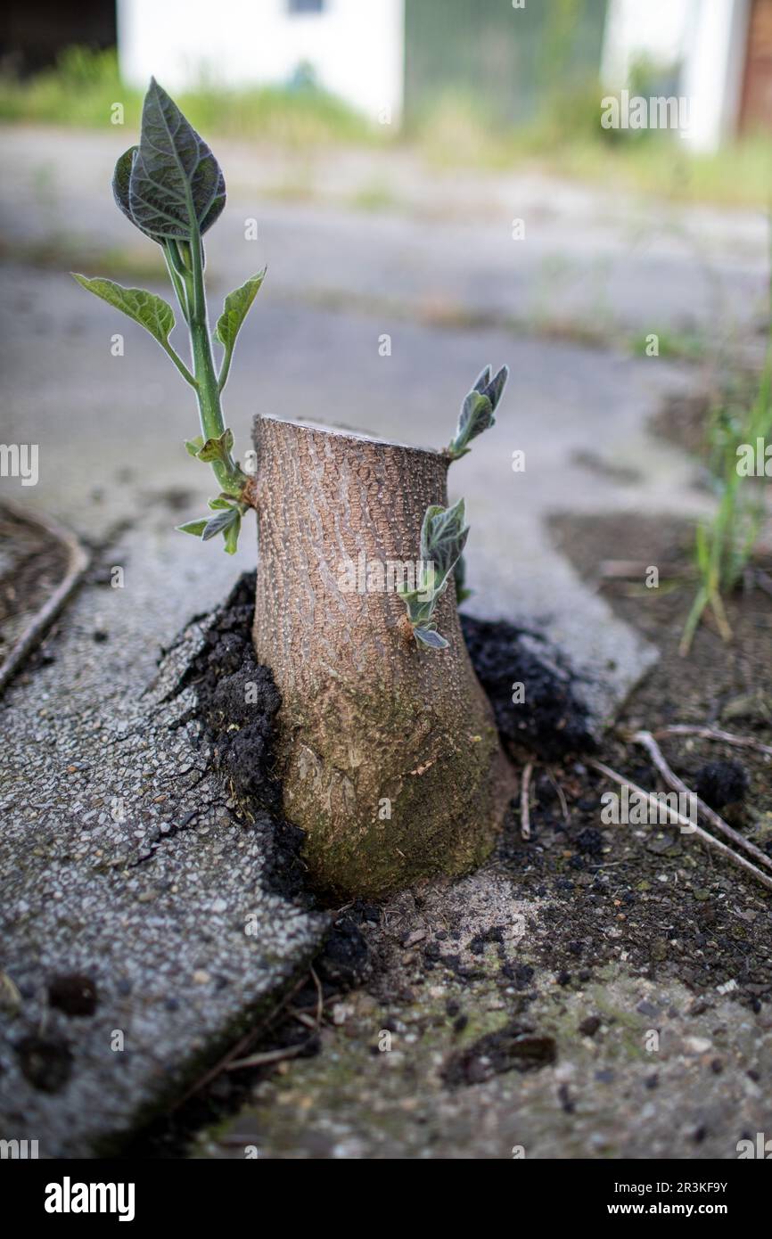 Verlassenes Dorf Manheim in der Nähe der Braunkohle Hambach im Frühjahr 2023 Stockfoto