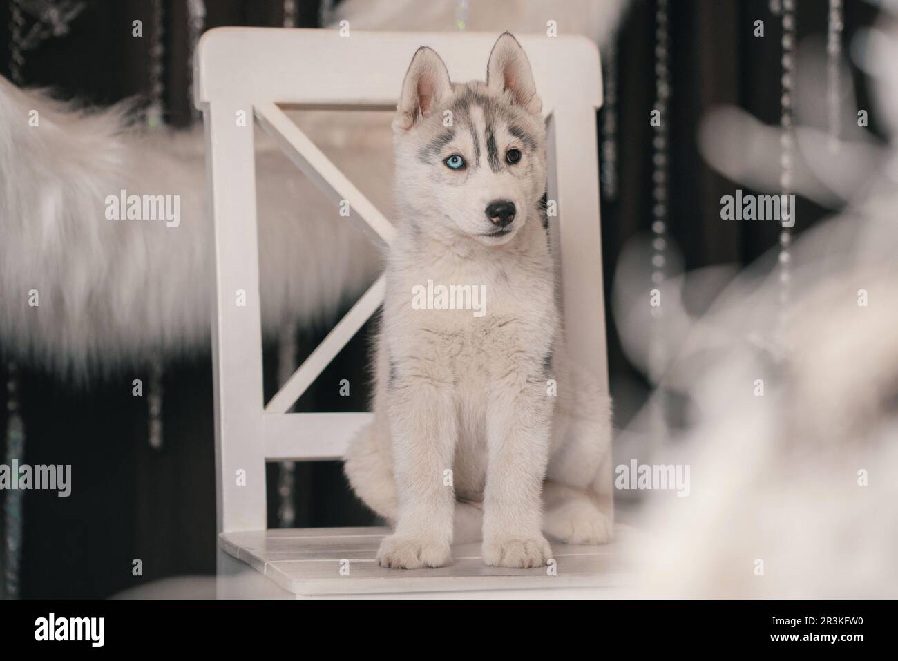 Husky Hündchen sitzt auf einem weißen Stuhl vor dem Hintergrund eines Rings aus weißem Kunstfell Stockfoto