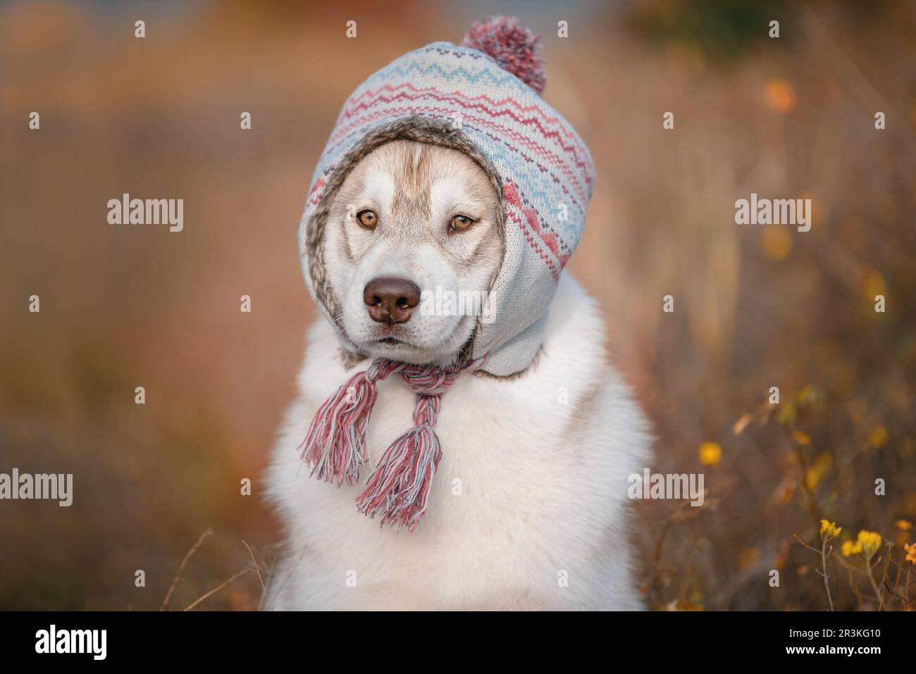 Sibirischer Husky mit warmem Hut in Herbstfarben Stockfoto