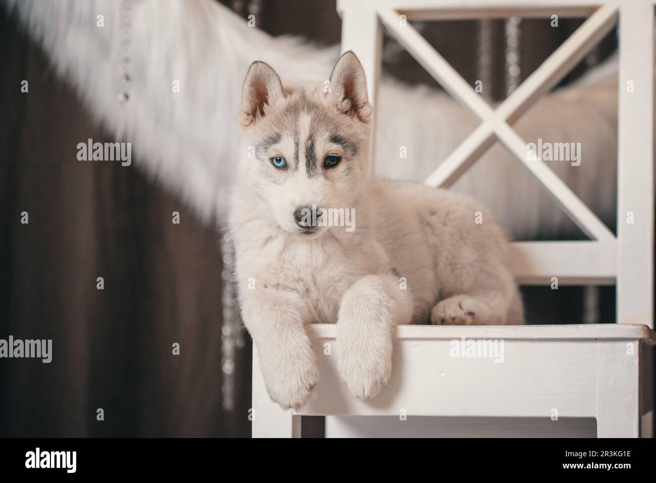 Husky Hündchen liegt auf einem weißen Stuhl vor dem Hintergrund eines Rings aus weißem Kunstfell Stockfoto