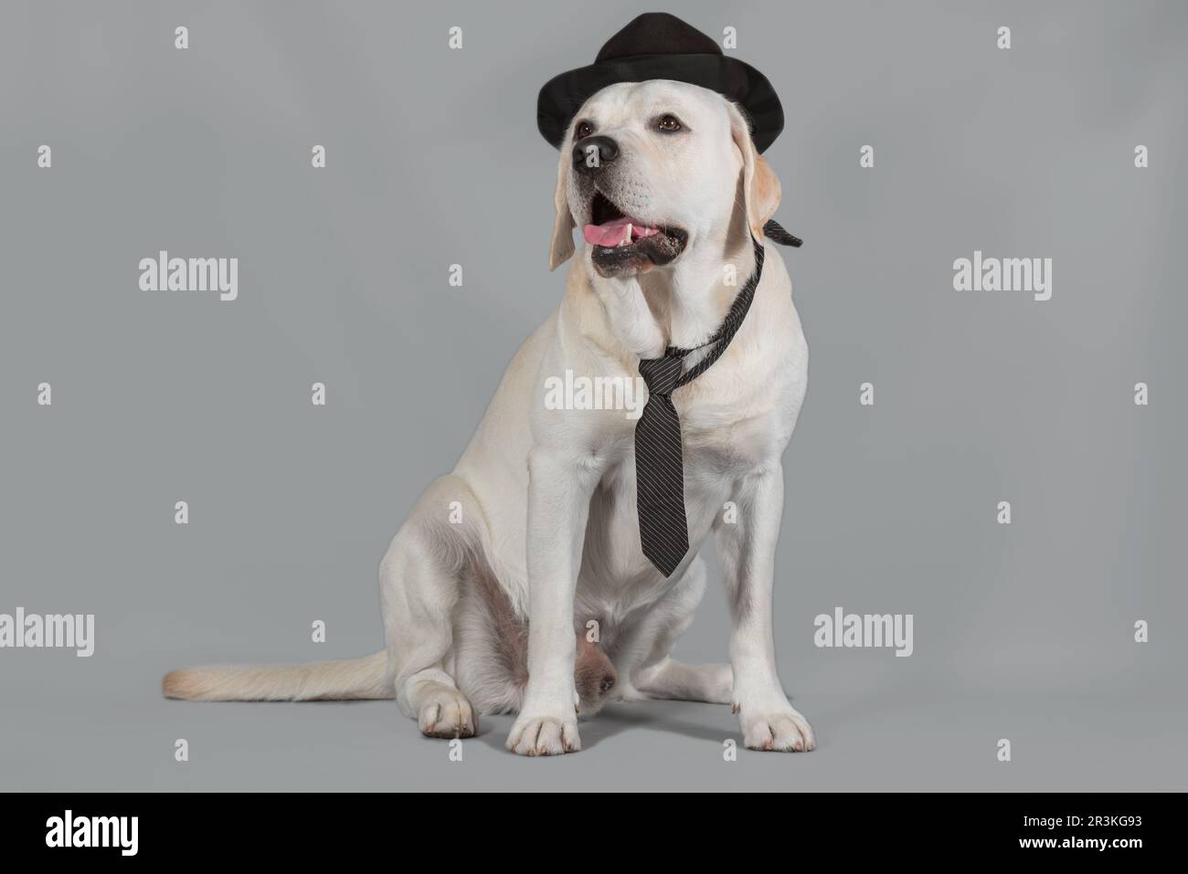 Fawn Labrador männlich mit schwarzem Hut und Krawatte sitzt auf einem Studiohintergrund Stockfoto