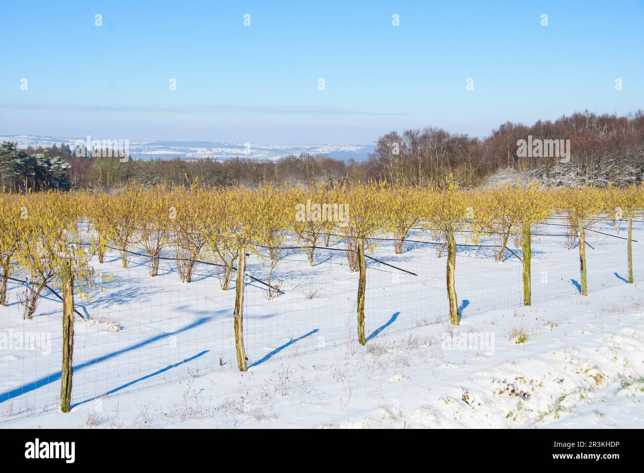Haselnussbaumplantage mit Bewässerung im Winter, Auvergne, Frankreich Stockfoto