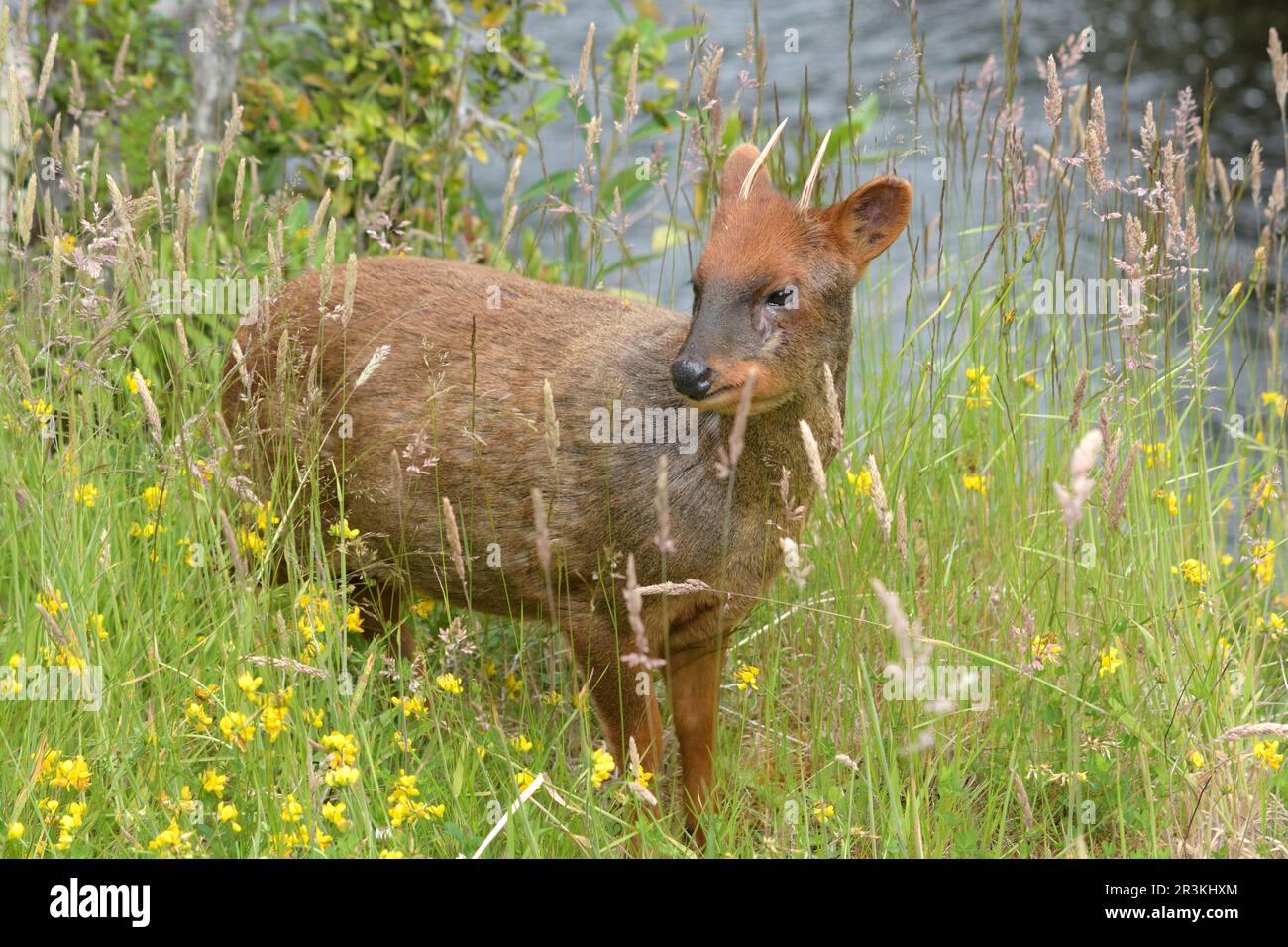 Südpudu (Pudu puda), der kleinste Hirsch der Welt, endemisch in Chile und Argentinien, männlich, Tepuhueico Naturpark, Chiloe Island, La Stockfoto