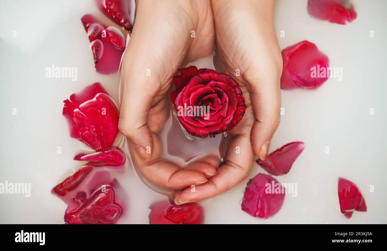 Frauenhände halten rote Rose in der Badewanne mit Milch. Stockfoto