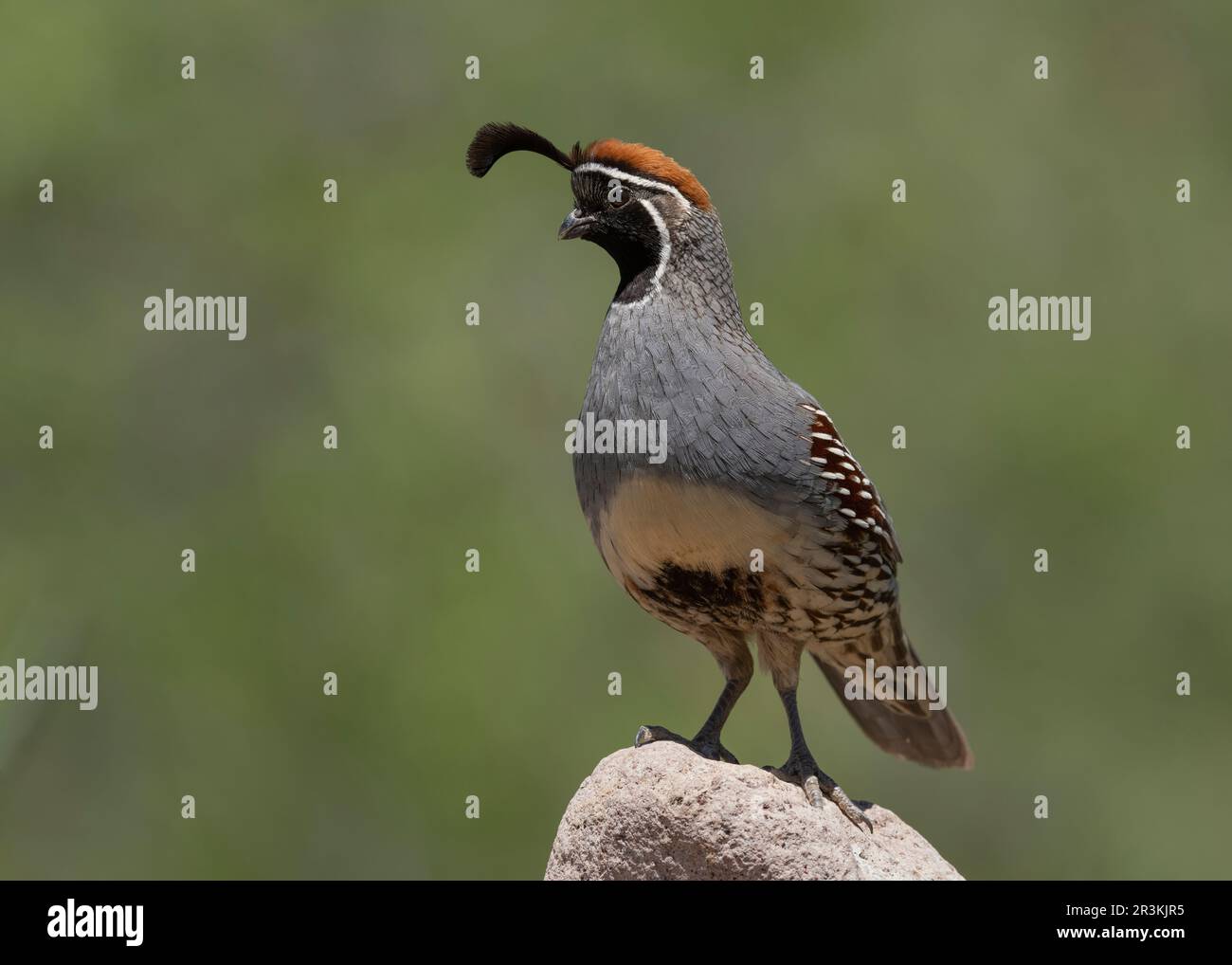 Gambel's Quail (Callipepla gambelii) Green Valley Pima County, Arizona, USA Stockfoto