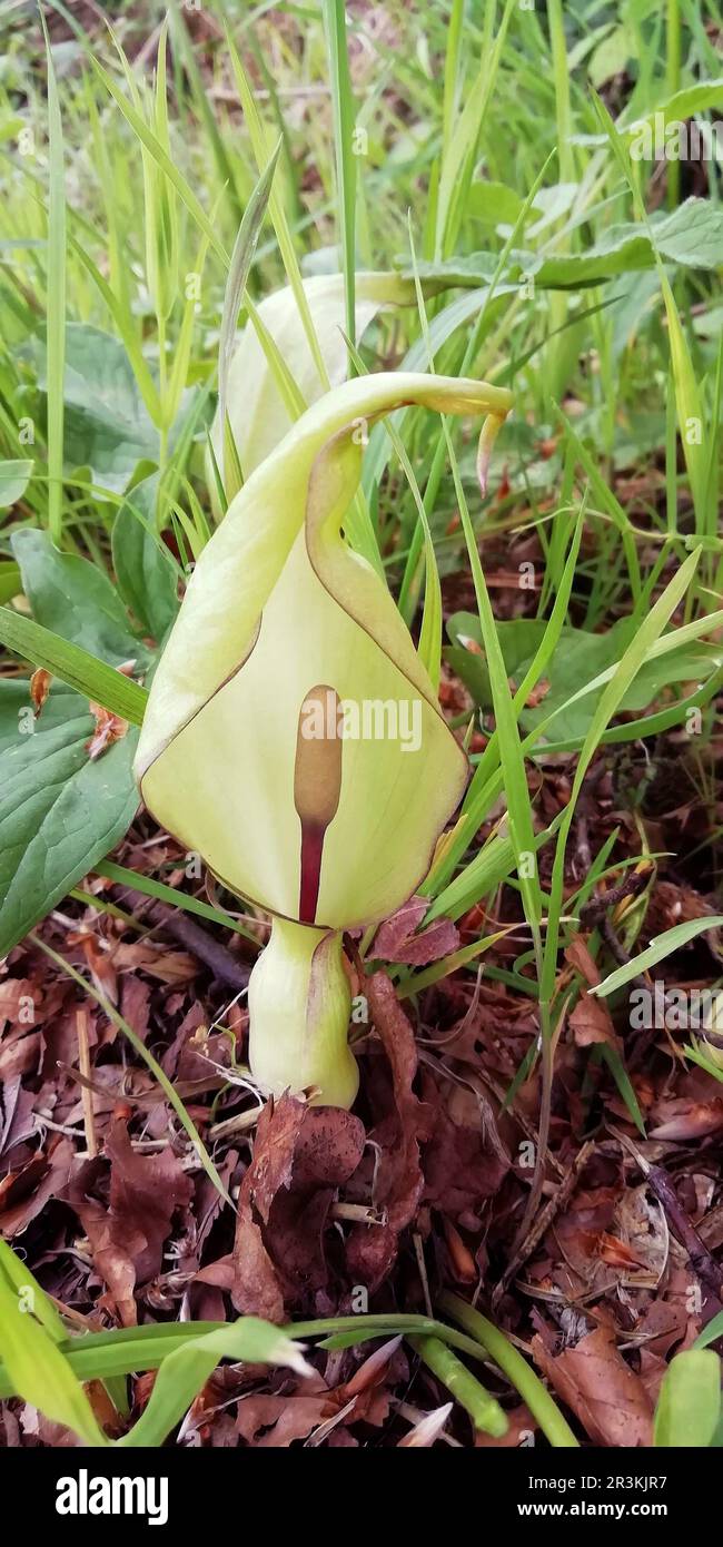 Kuckuckuck-Pint, Aurum-Lilie, Arum maculatum Stockfoto