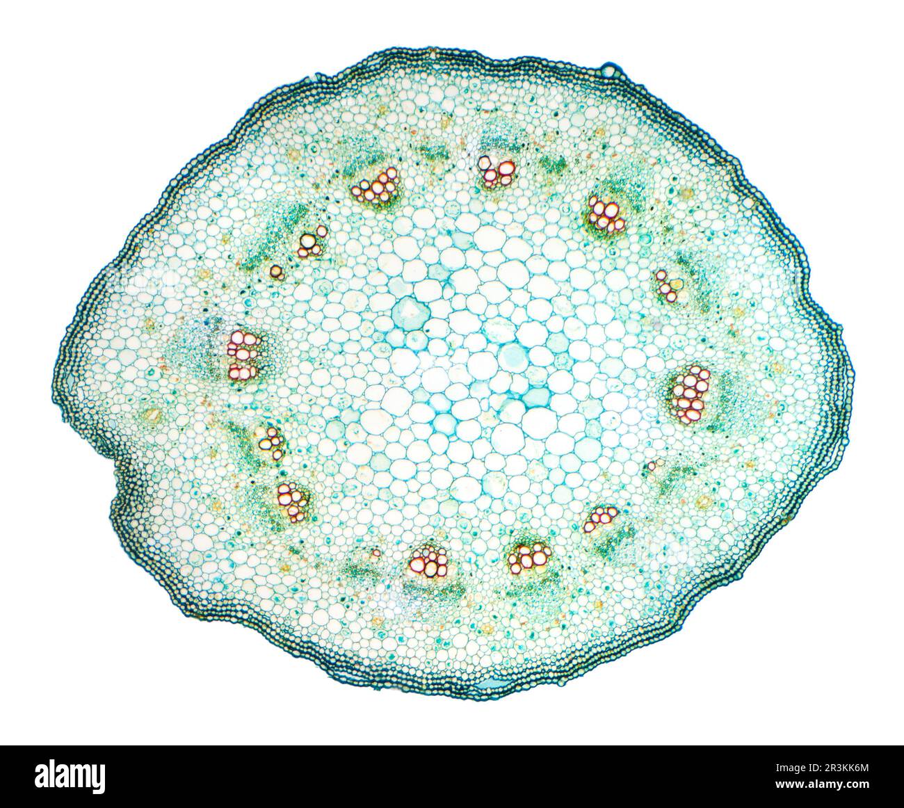 Sonnenblumenstiel, Helianthus sp. Junger Stamm, Hellfeld-Beleuchtung Stockfoto