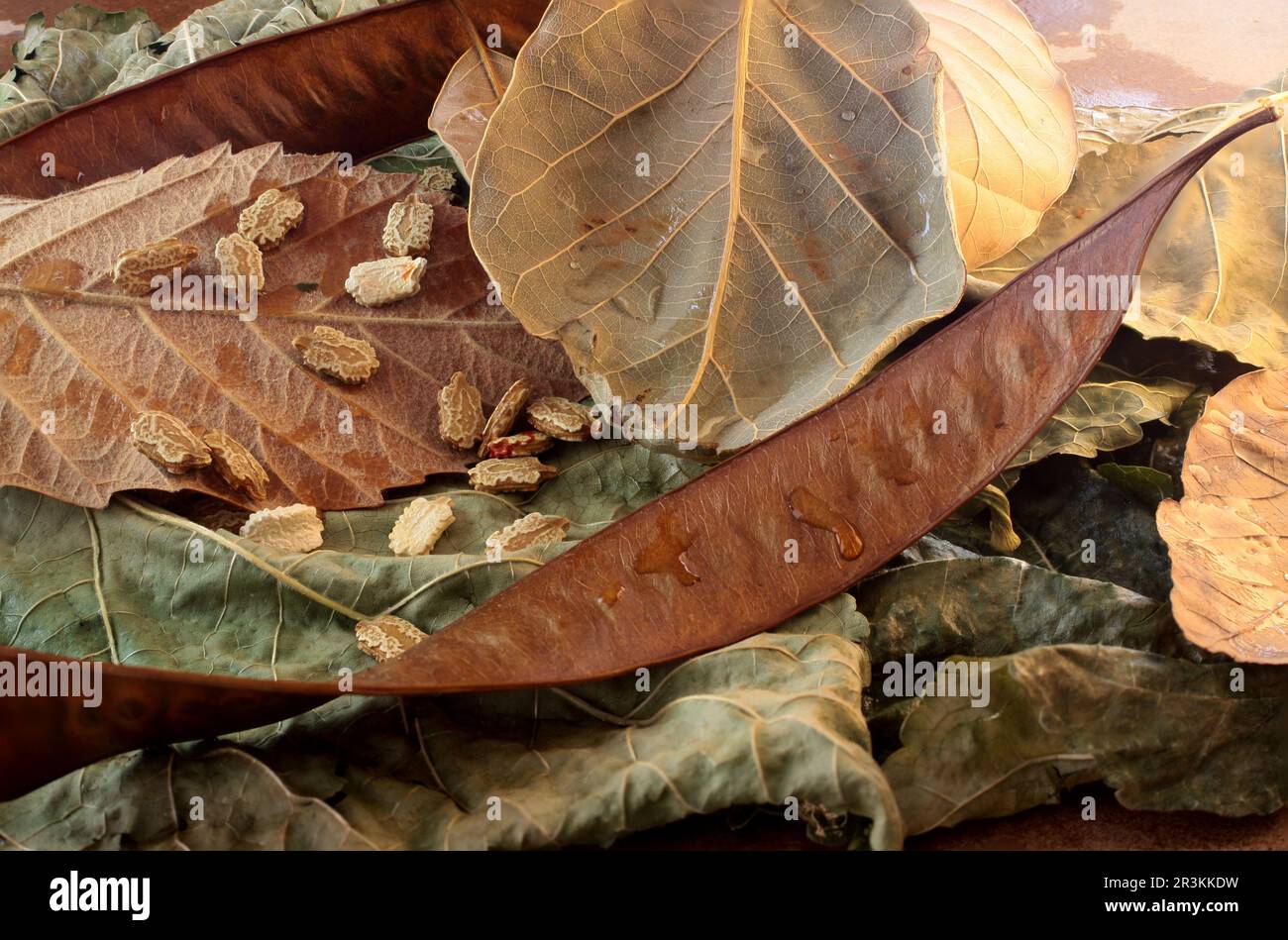 Fotoarbeiten mit Herbstobjekten Stockfoto