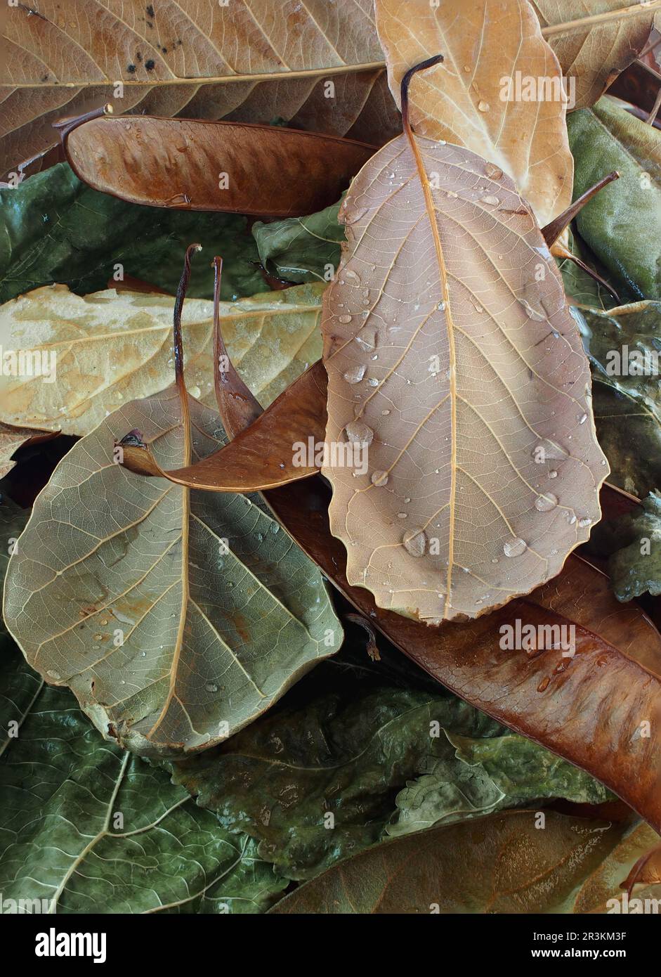 Fotoarbeiten mit Herbstobjekten Stockfoto