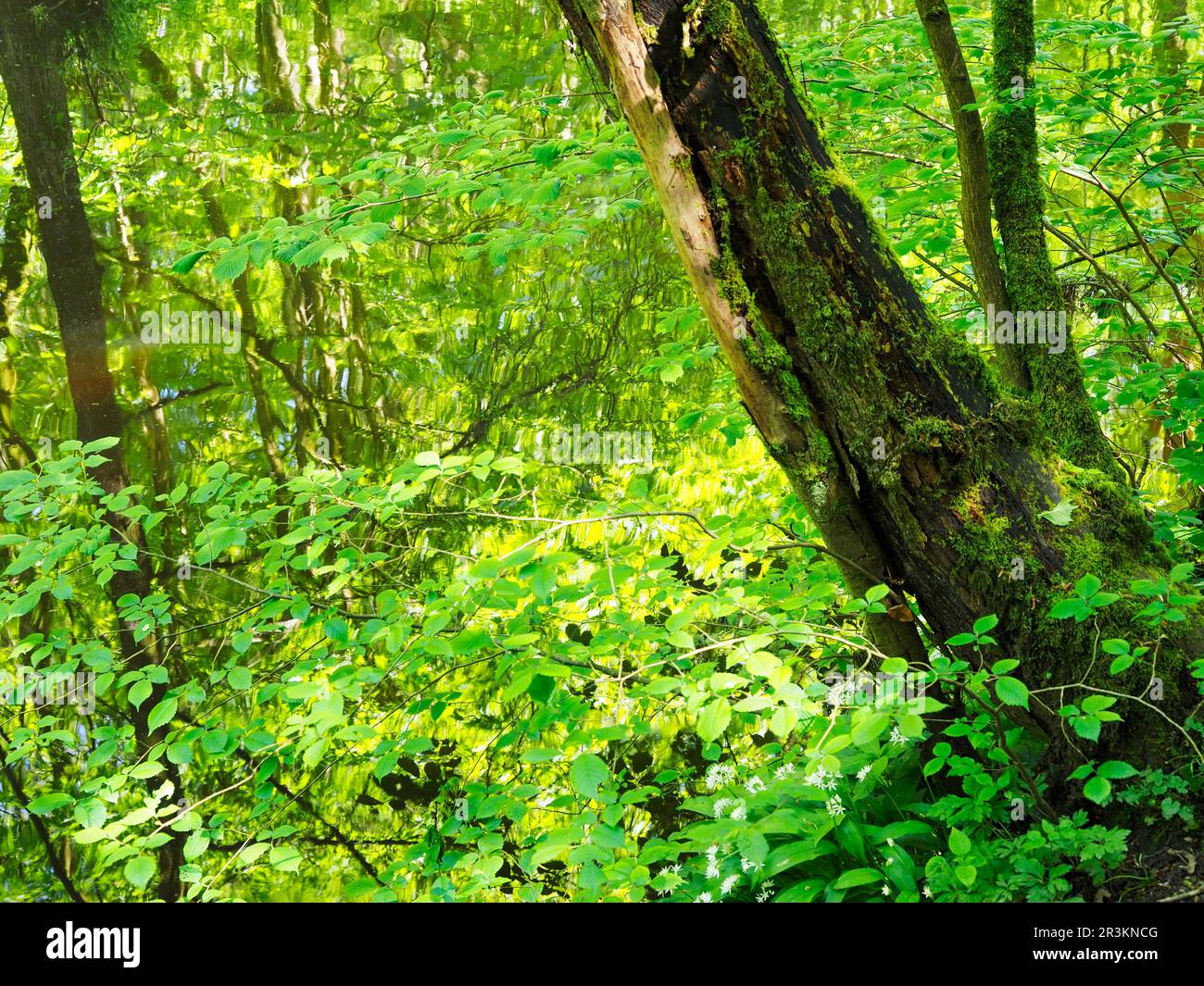 Mossiger Baum am langen Staudamm und Frühlingsblüten im Wasser Skipton Castle Woods Skipton North Yorkshire England Stockfoto