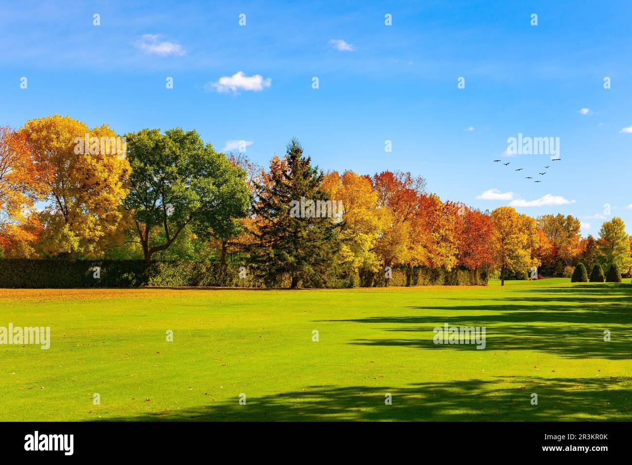 Das grüne und gelbe Laub Stockfoto