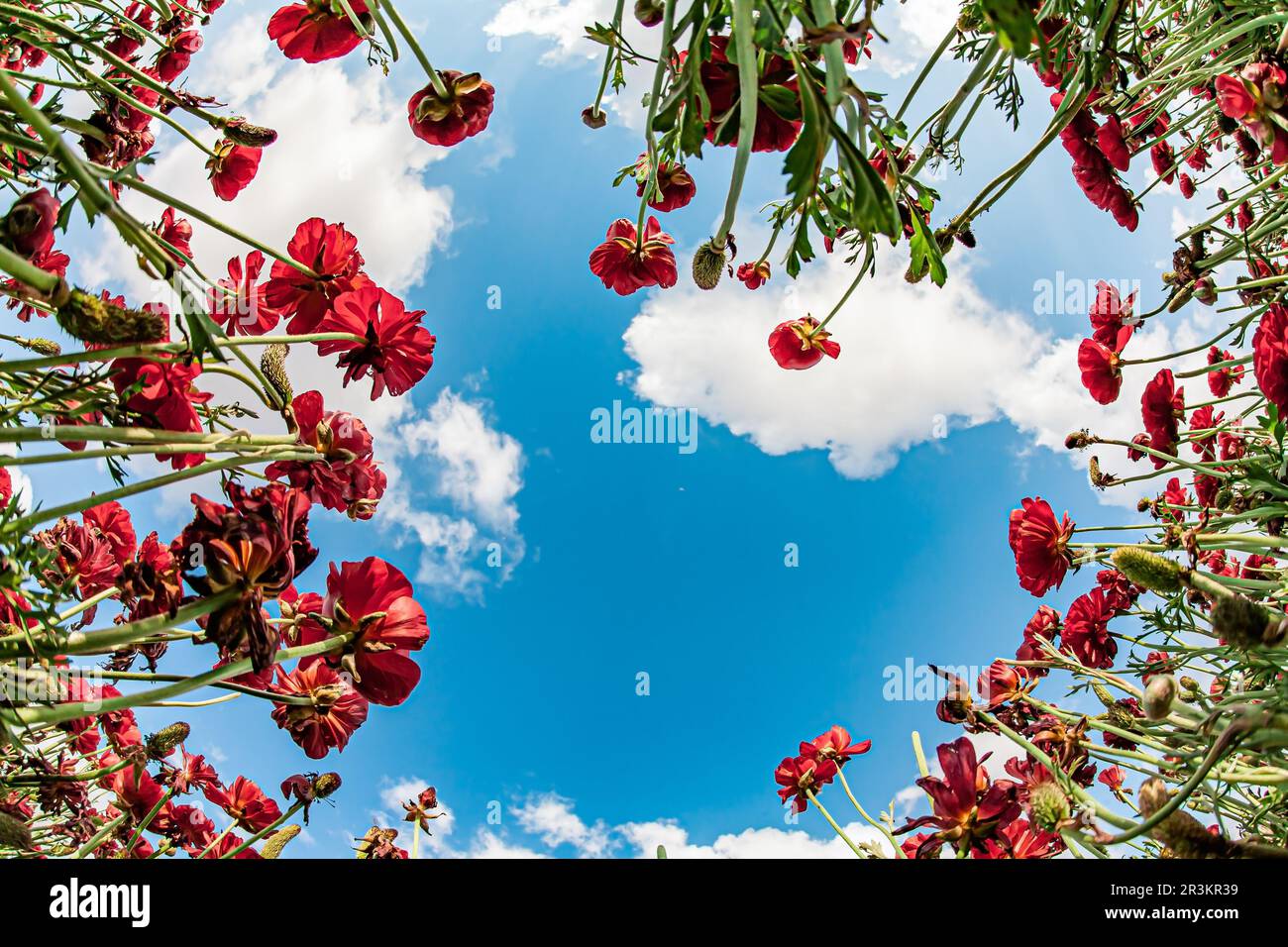 Wunderschöne rote Blumen Stockfoto