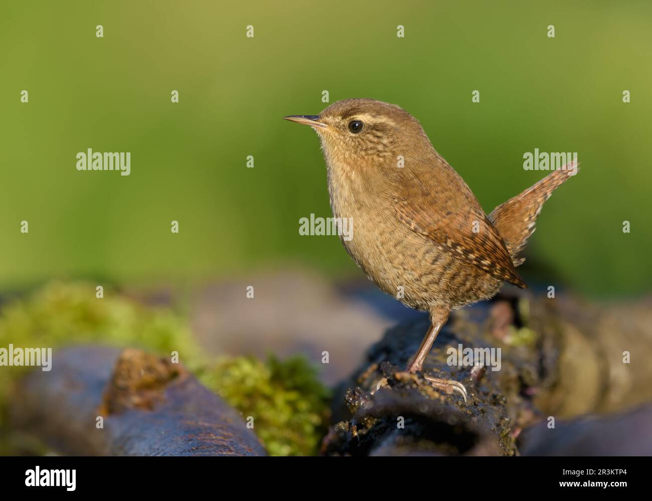 Die aufrechte Haltung des kleinen eurasischen Wrens (troglodytes troglodytes) auf mossem Steg in sattem Licht Stockfoto