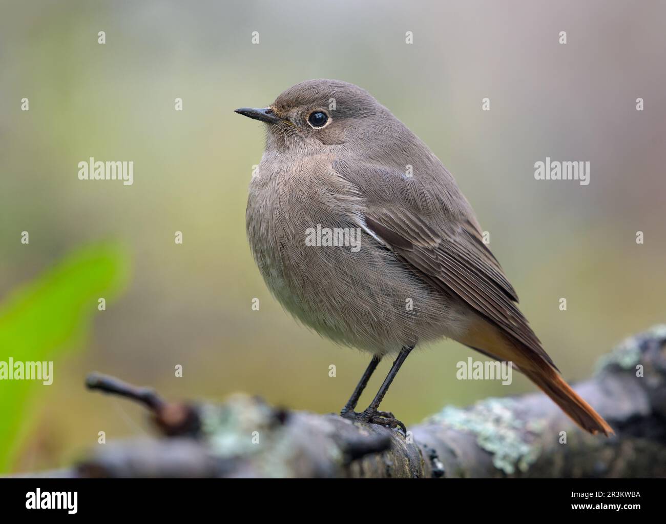Sad Young Black Redstart (phoenicurus ochruros) Nahaufnahme des hochgezogenen Vogels auf Flechten Zweigen Stockfoto