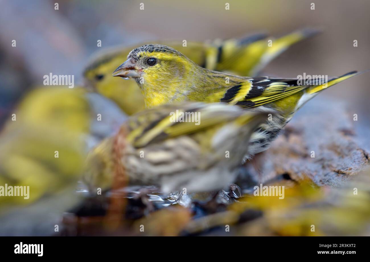 Eurasian Siskin (Spinus spinus), der sich durch einen Haufen Freunde schaute, während er auf einem Wasserteich trank Stockfoto