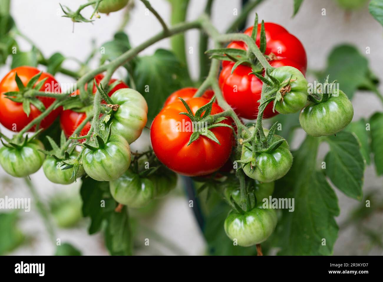 Im Gewächshaus angebaute rote reife Kirschtomaten. Reife Tomaten liegen auf grünem Laubhintergrund und hängen an der Rebe einer Tomate Stockfoto