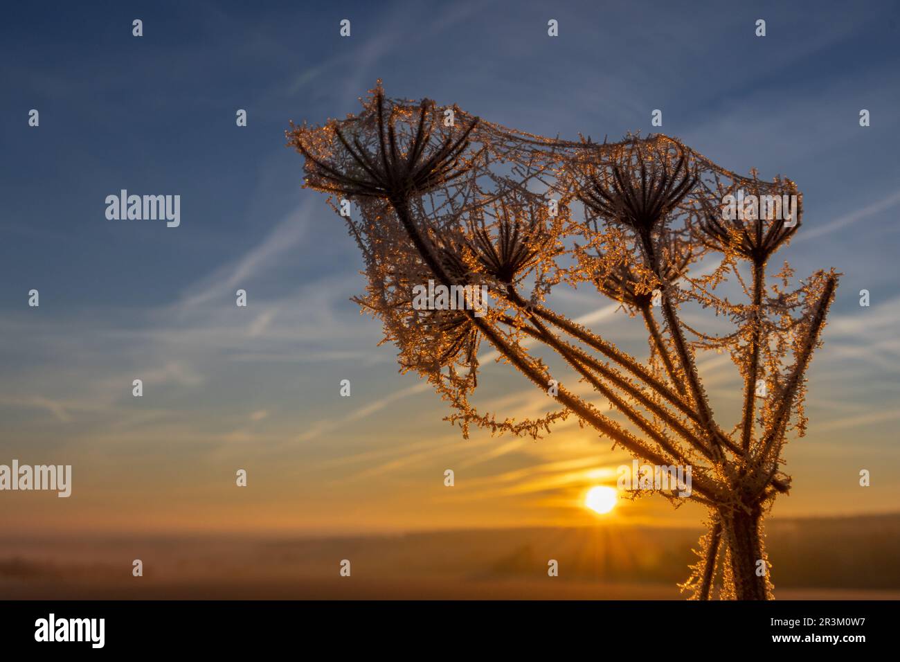 Aufgehende Sonne über gefrorener Pflanze Stockfoto