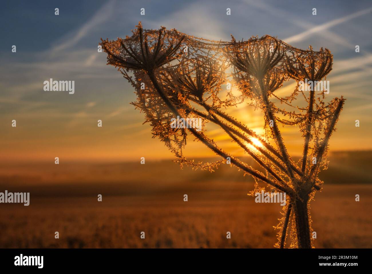 Aufgehende Sonne über gefrorener Pflanze Stockfoto